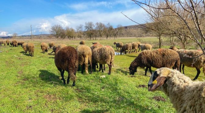 Шарка по овцете в гръцки ферми близо до границата с България