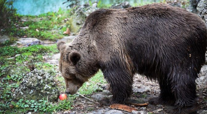 В Румъния променят закон и наредба, след като мечка уби 19-годишно момиче в планината Бучедж