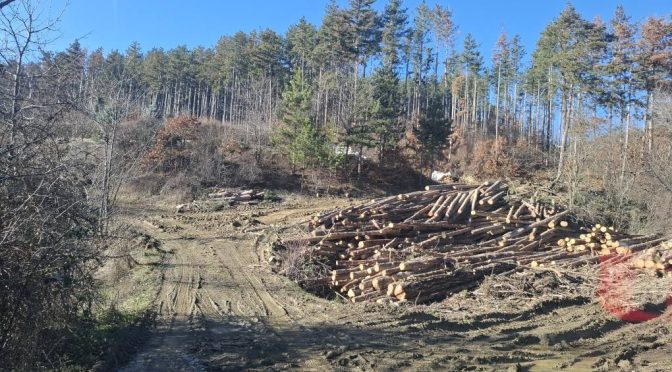 Регламентирано обезлесяване в село Осоица довело до поголовна сеч