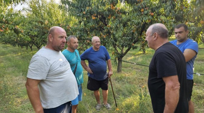 Овощари алармират за ниски изкупни цени на прасковите в Сливенско