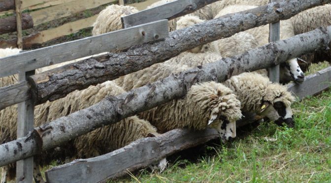 Все повече овце и кози с чума в Гърция край границата с България