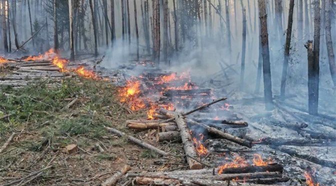 Над 85 % от пожарите се дължат на човешка грешка и умишлено запалване на стърнища