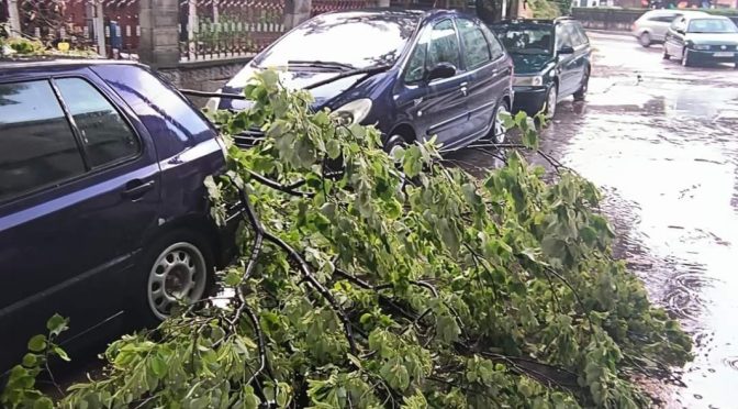 Силна буря повали десетки дървета в Провадия