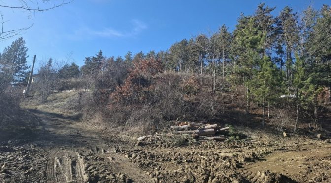 Още за незаконната сеч в село Осоица